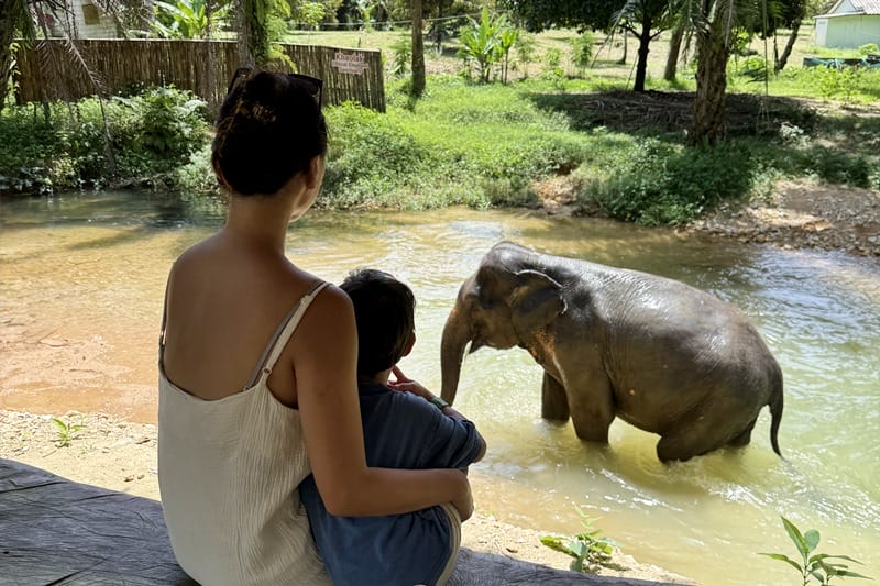 Watching elephants bathe in the river at Khao Lak Elephant Sanctuary in Khao Lak Thailand