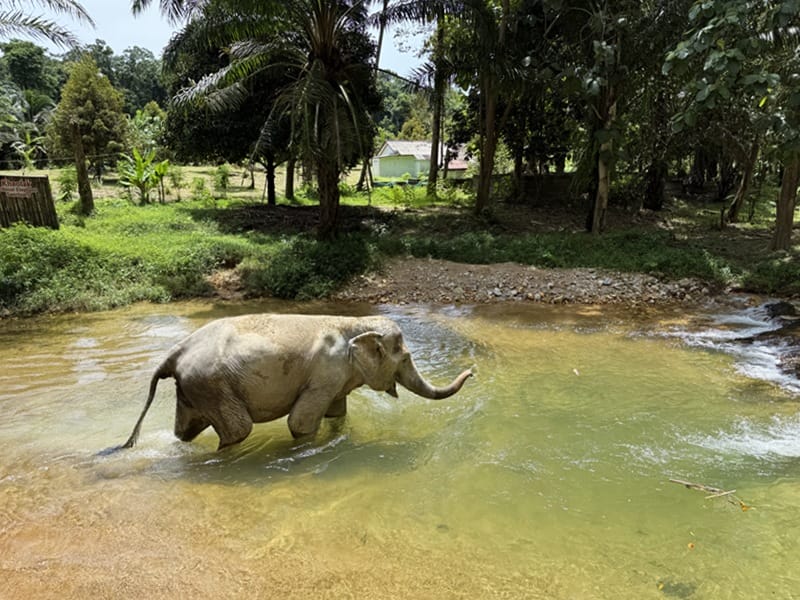 Elephant bathing in the river in Khao Lak in Thailand