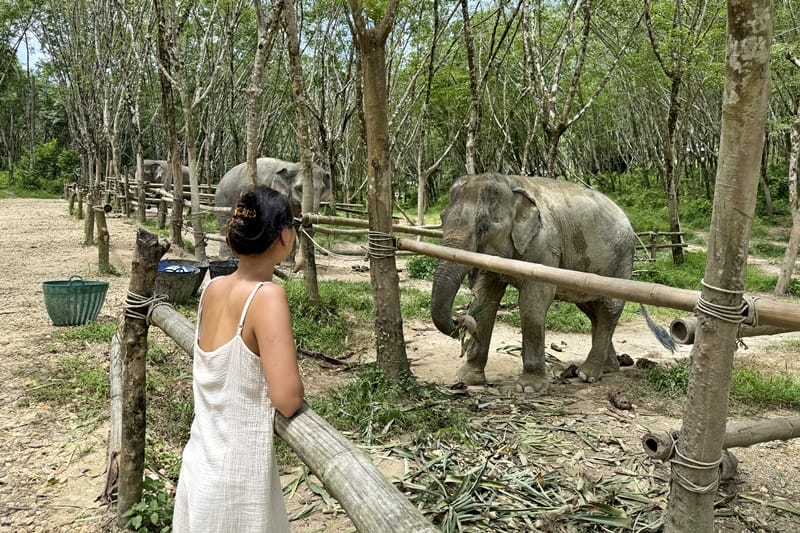 Khao Lak Elephant Sanctuary in Thailand